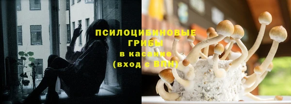 хмурый Аркадак